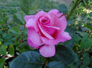 Columbus Queen rose photo