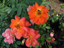 Contempo rose photo