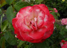 Coretta Scott King rose photo
