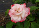 Coretta Scott King rose photo