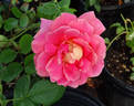 Coronado rose photo