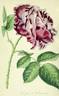 Triomphe de Valenciennes rose photo
