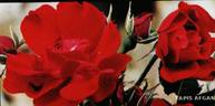 Tapis Afghan rose photo