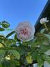 Clotilde Soupert, Cl. rose photo