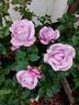 Moody Blue rose photo