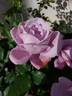 Moody Blue rose photo