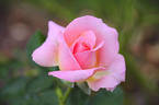 Pink Masterpiece rose photo