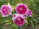Princesse d'Orient rose photo