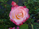 Diana, Princess of Wales ™ rose photo