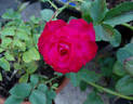 Donerail rose photo