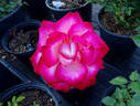 Donna Darlin' rose photo