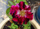Dottie rose photo