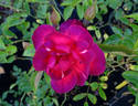 Dragon's Blood rose photo