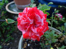 Dreamsicle ™ rose photo
