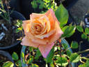 Dusty Rose rose photo