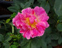 Edgar Degas ® rose photo