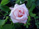 Eleganza rose photo