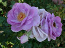 Enchanted Evening ™ rose photo