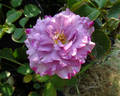 English Perfume ™ rose photo