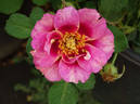 Eyeconic ® Plum Lemonade rose photo