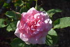 Picture rose photo