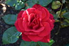 La Passionata rose photo