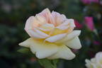 The Lady rose photo