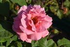 My Choice rose photo