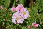 Queen Mother rose photo