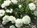 Prairie Maid rose photo