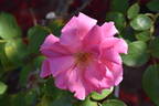 Zara Hore-Ruthven rose photo