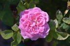 John Hopper rose photo