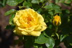Benson rose photo