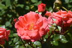 Kalinka rose photo