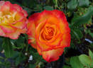 Flamenco rose photo