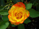 Flamenco rose photo