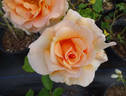 Fragrant Dream rose photo