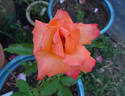 France Libre ® rose photo