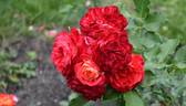 Midsummer rose photo