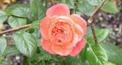 Queen of Hearts rose photo