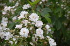 Hedi Grimm rose photo