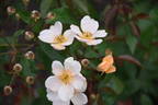 Souvenir de Louis Lens rose photo