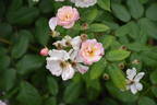 Jean Stephenne rose photo