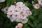 Jean Stephenne rose photo