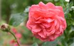 Fassadenzauber rose photo