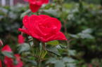 Bischofsstadt Paderborn ® rose photo