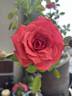 Millie Walters ™ rose photo