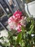 Twister rose photo