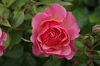 Charleston rose photo