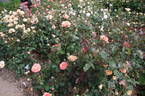 Fairest Cape ® Panarosa rose photo